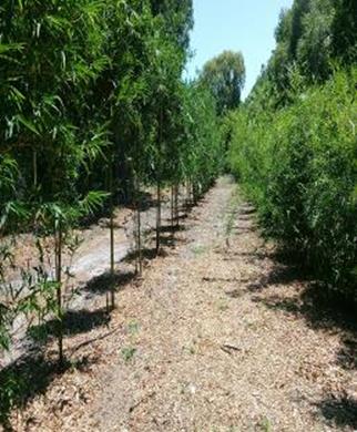 winter park bamboo plants