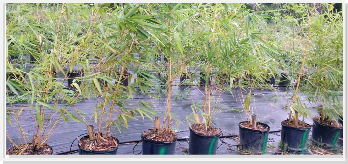 winter park bamboo plants