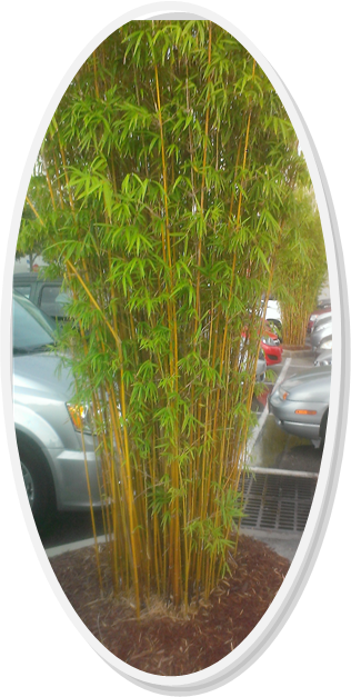 winter park bamboo