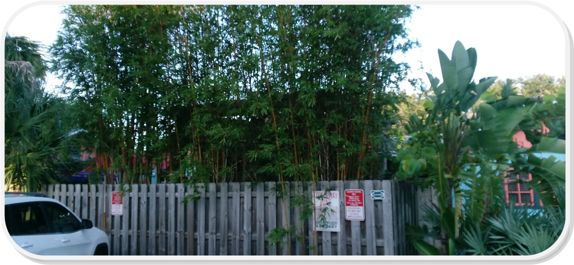 winter park bamboo nursery